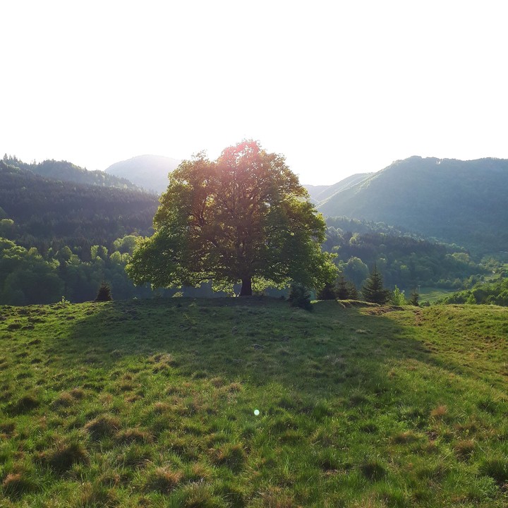 Green Sunset