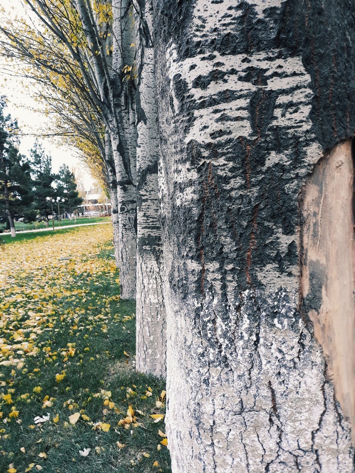 fall