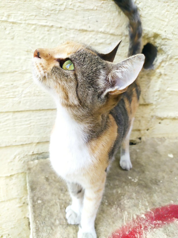 kittie