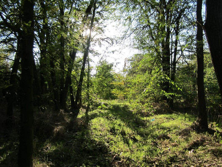 Magical forest