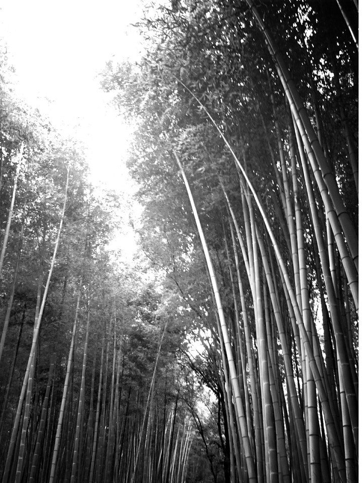 竹林