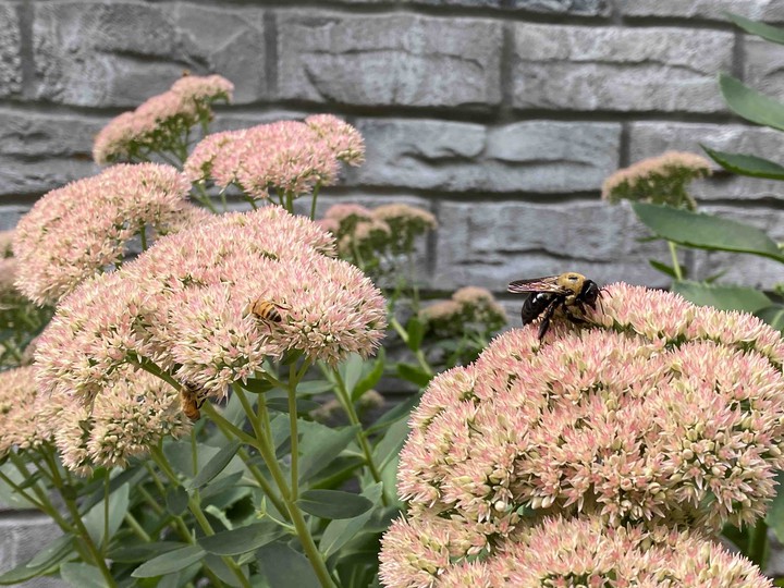 honeybee