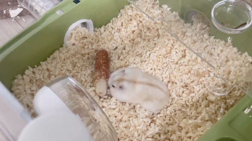 옥수수의 죽임....