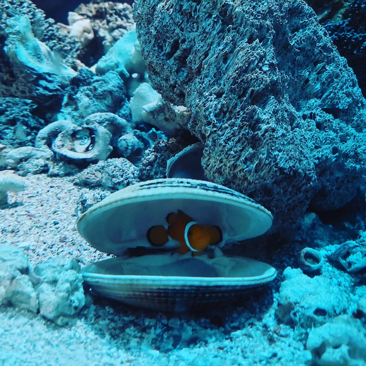 acuario mazatlán Sinaloa México
