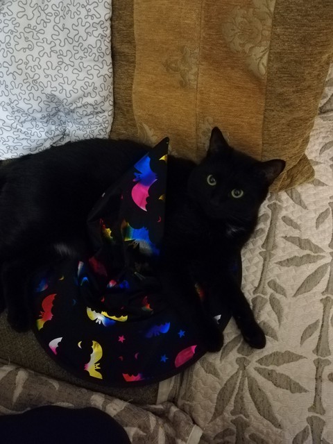 котик