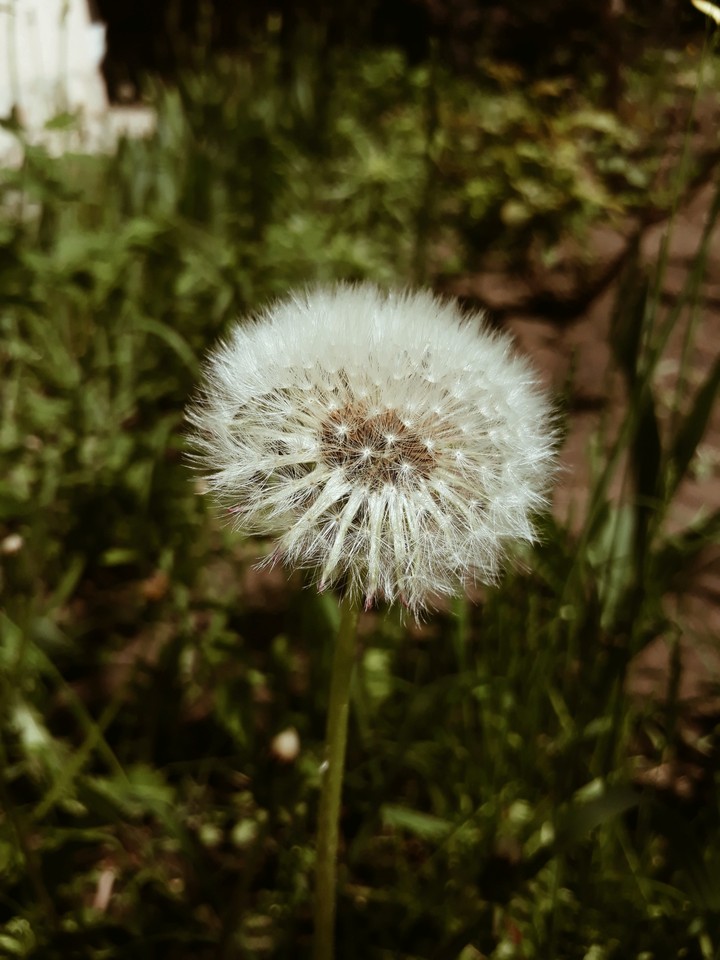 Dandelion