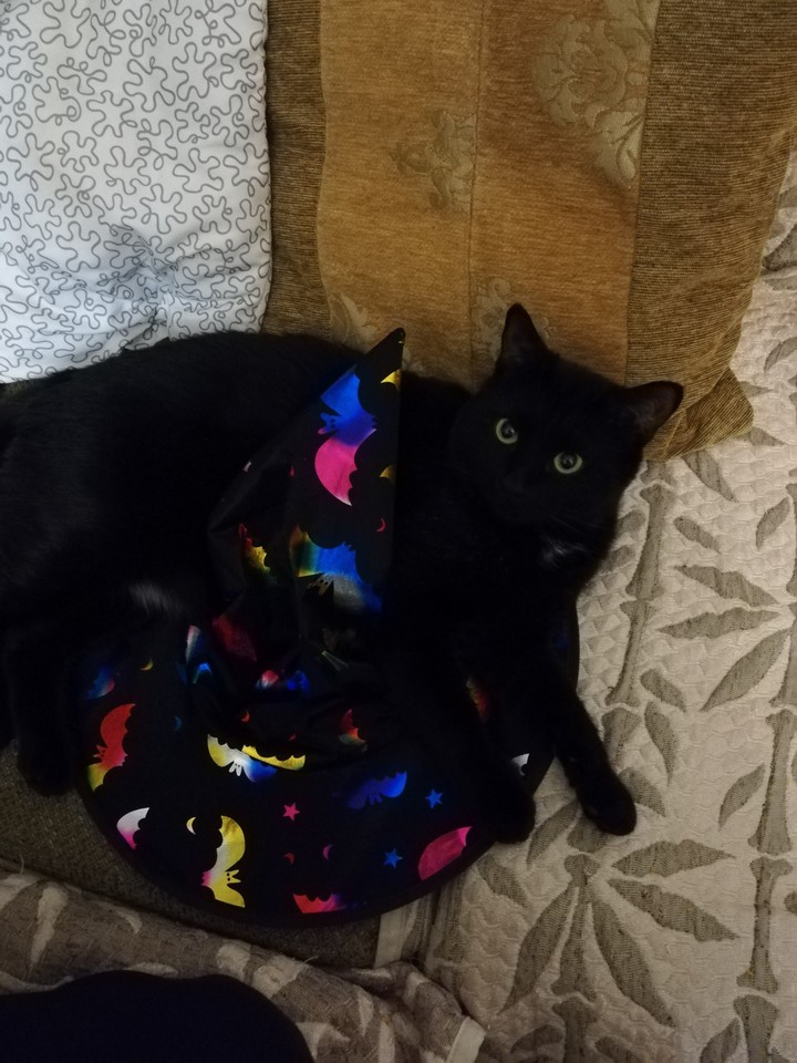 котик
