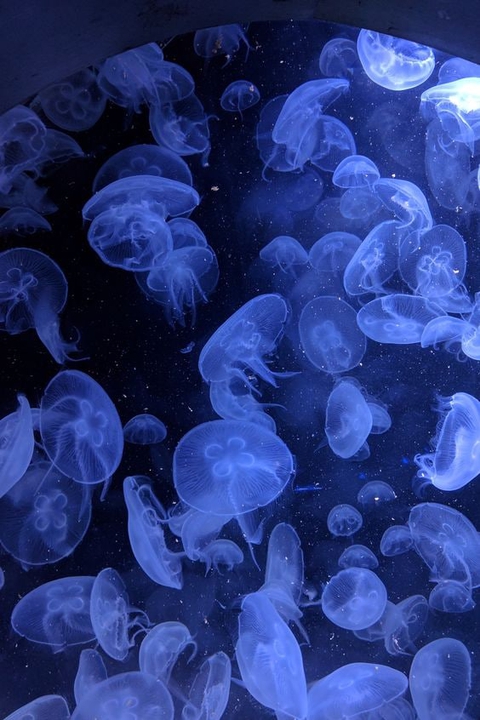 тапети underwater, black