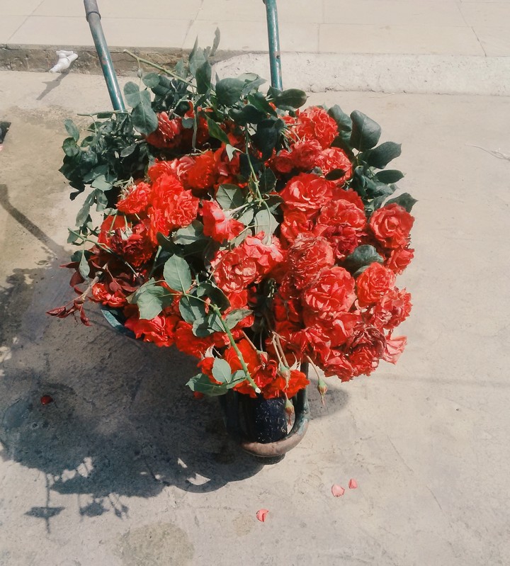 flowers