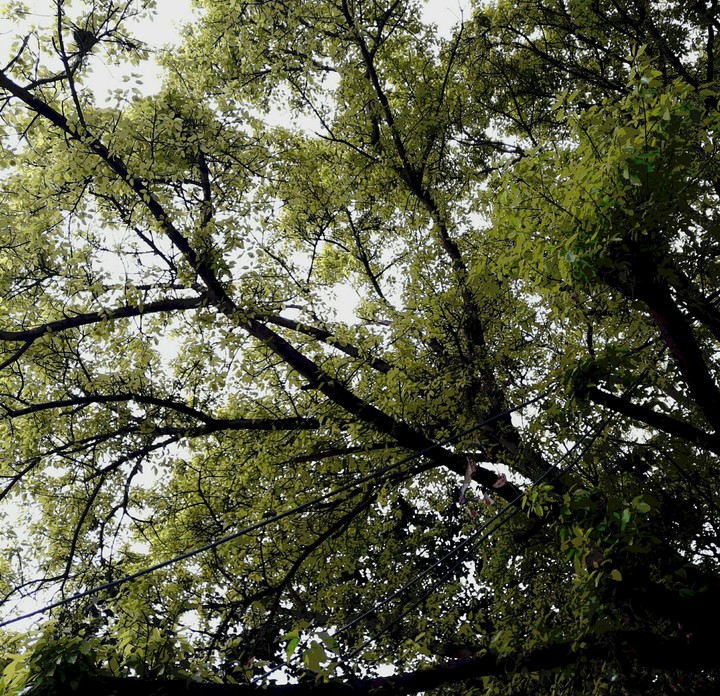 A tree