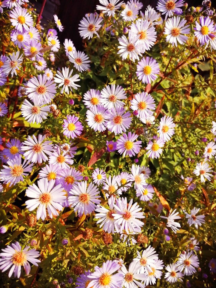 Flowering