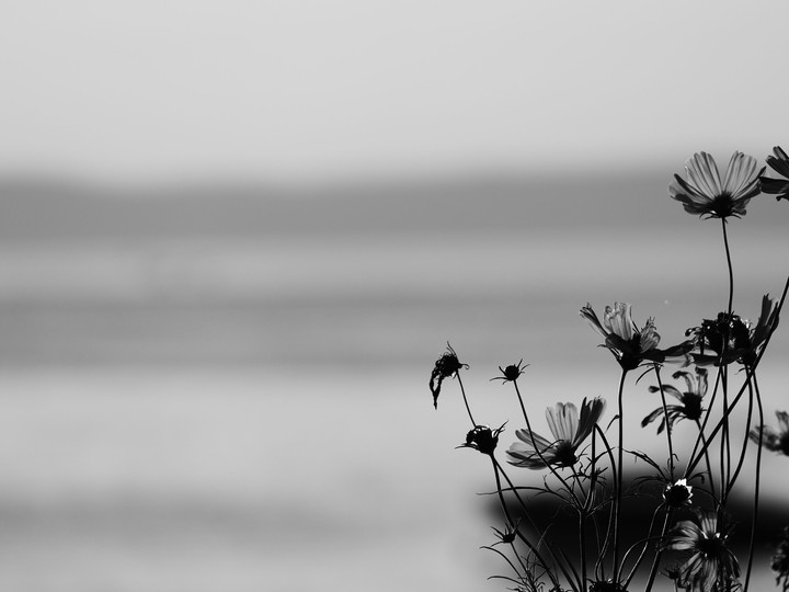 blacknwhite