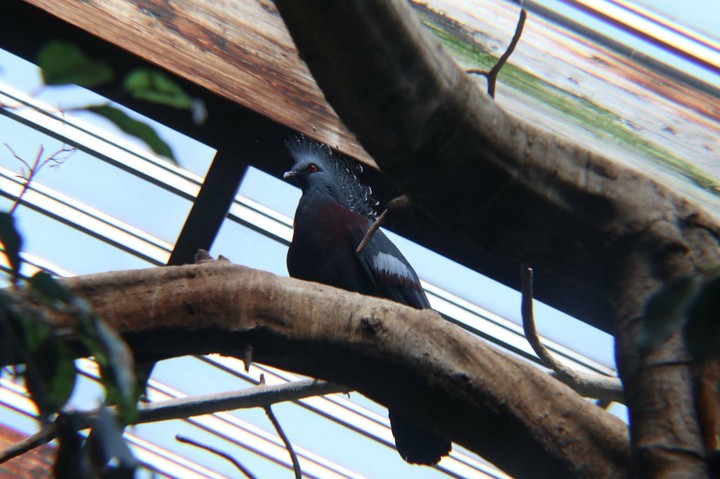 Fine Bird