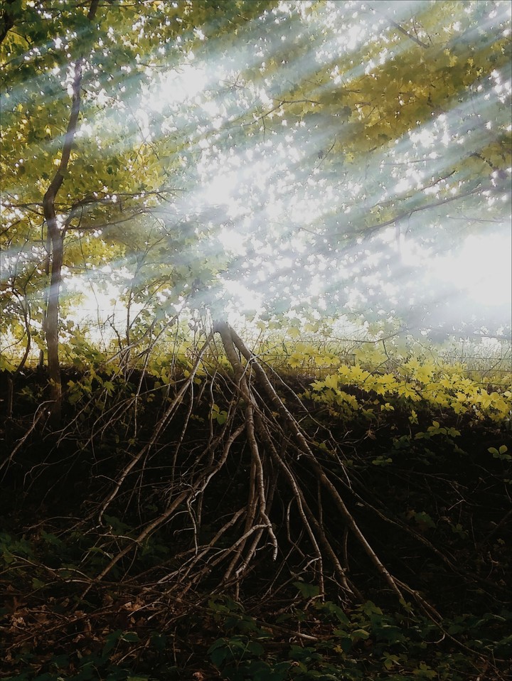 Sun through Trees