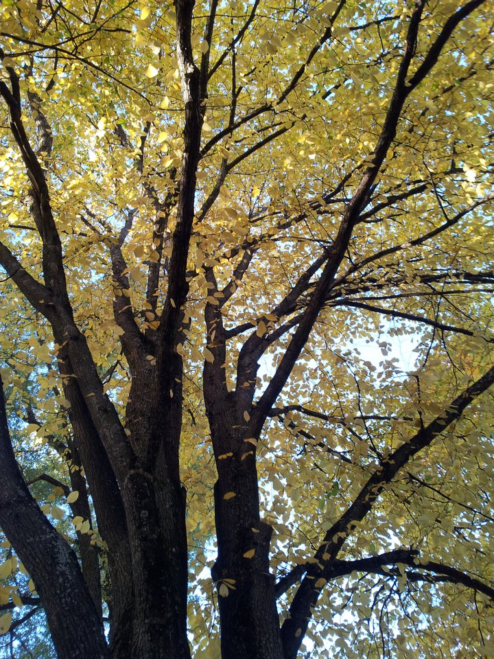 Autumn tree