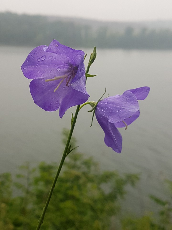 purple flower