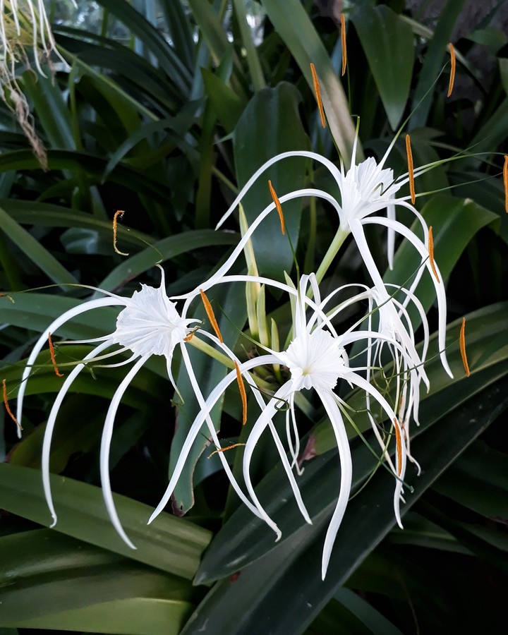 Spider lily