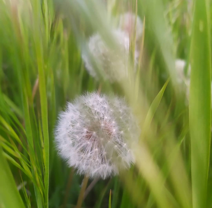 dandelion