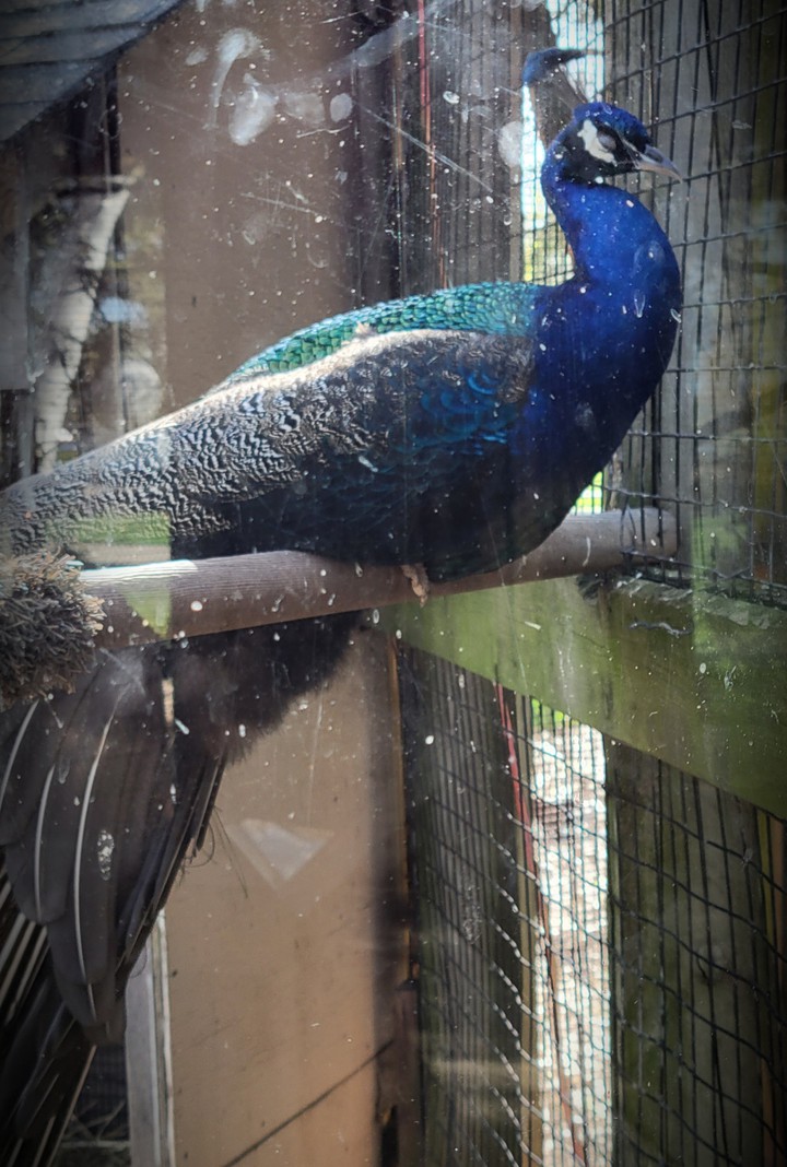 Mr. Peacock
