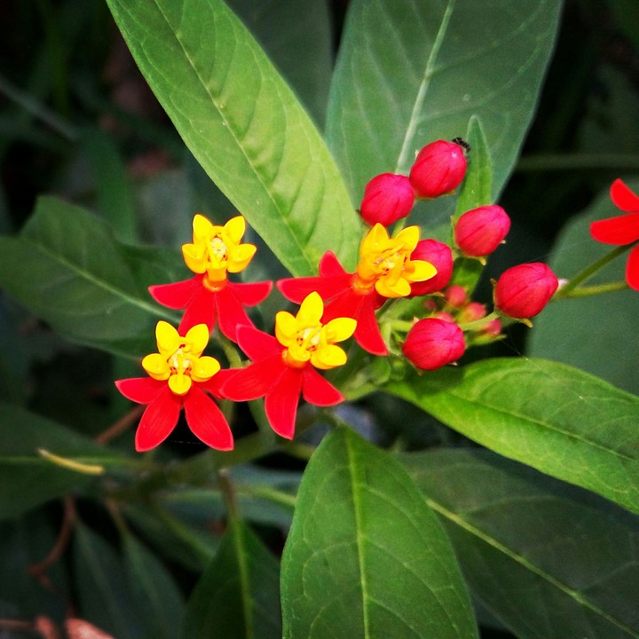 Tiny Flowers
