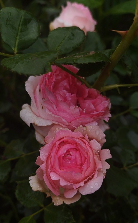 pink, flower वॉलपेपर