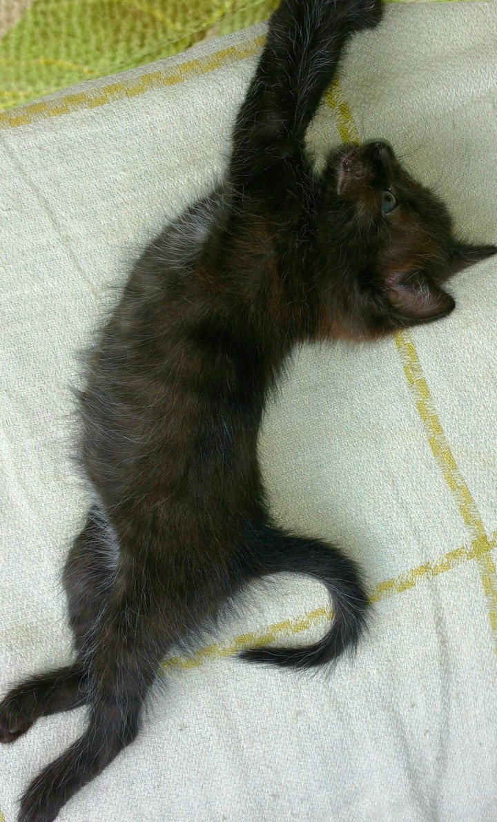 Котёнок