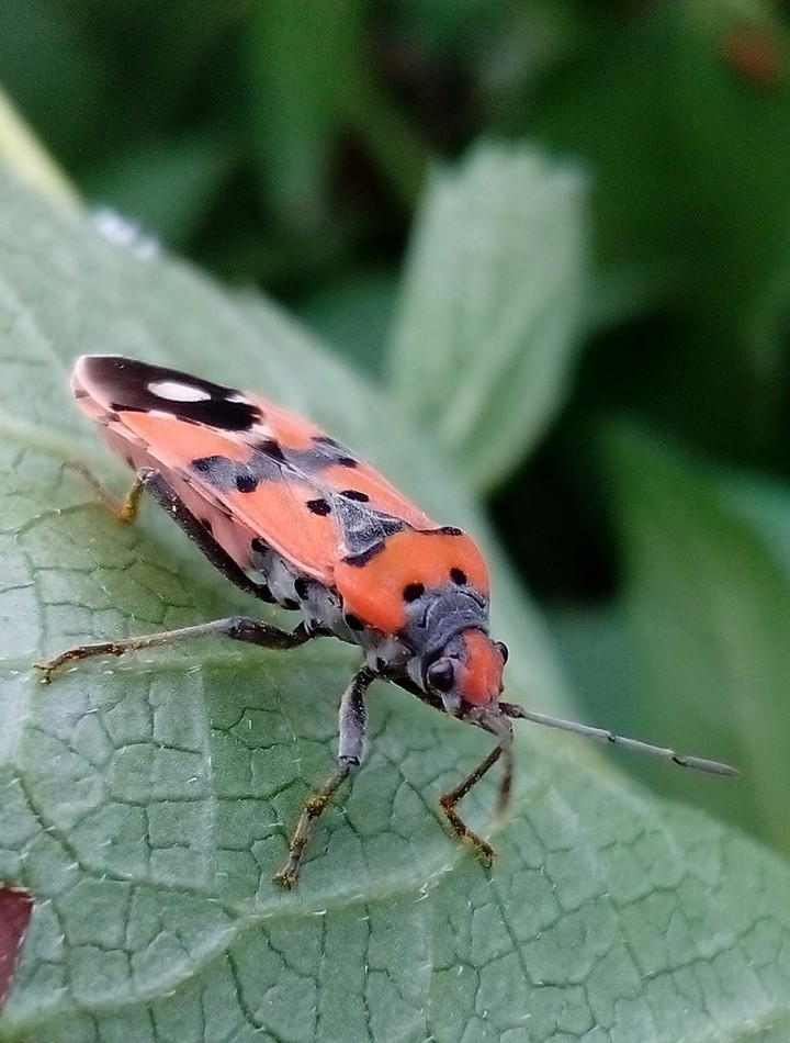 bug