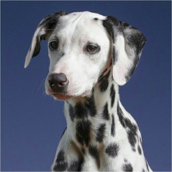 A dogy