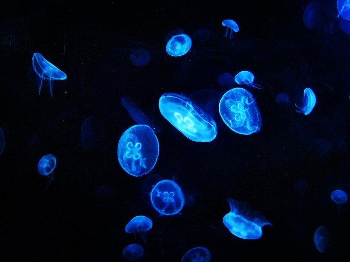moon jellyfish