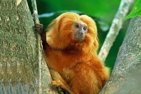Brazilian fauna - Mico leão Dourado