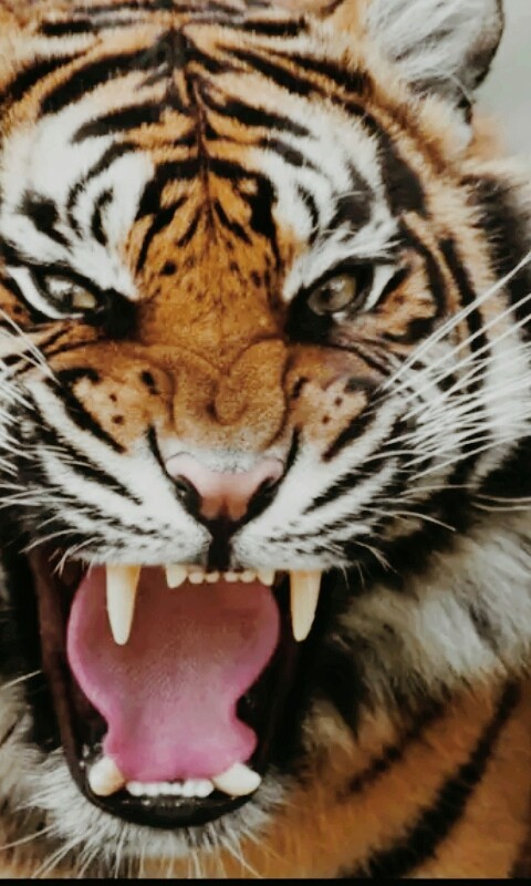tigre