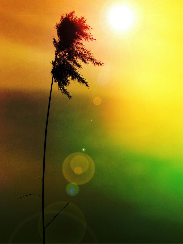 nature and light
