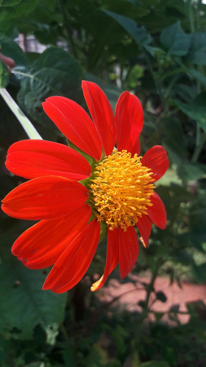 flower