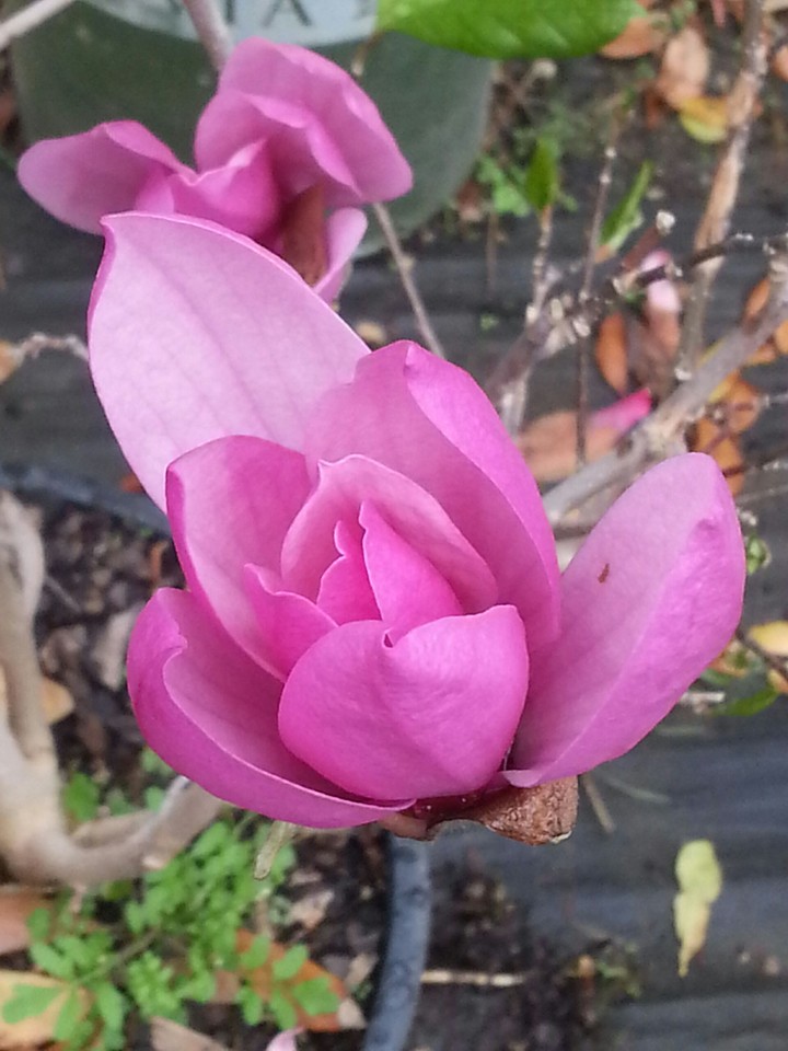 pink flower