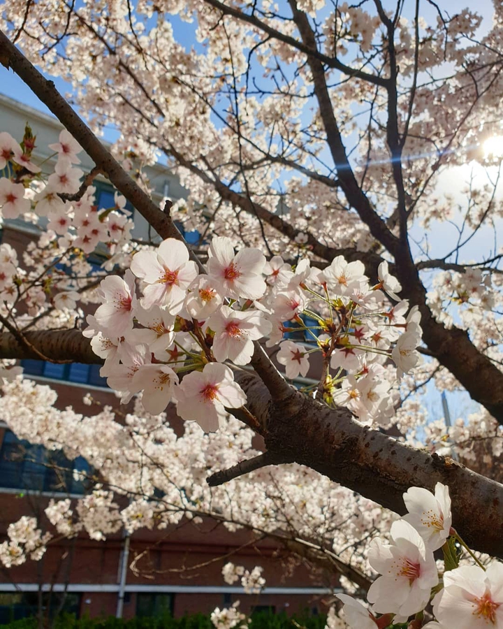 벚꽃