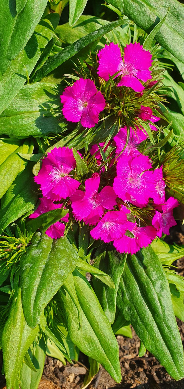 Welcome to my Garden #1