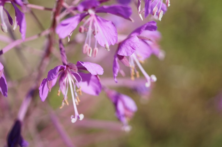 field flowers