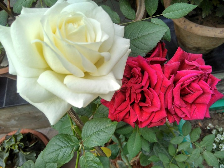 roses