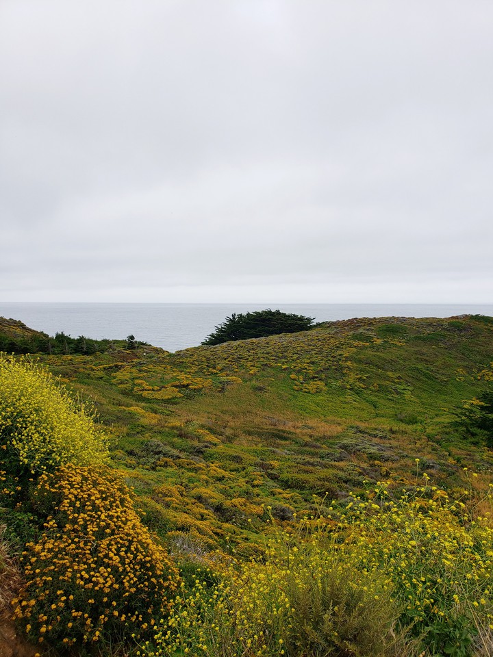 Flower meadow near the ocean