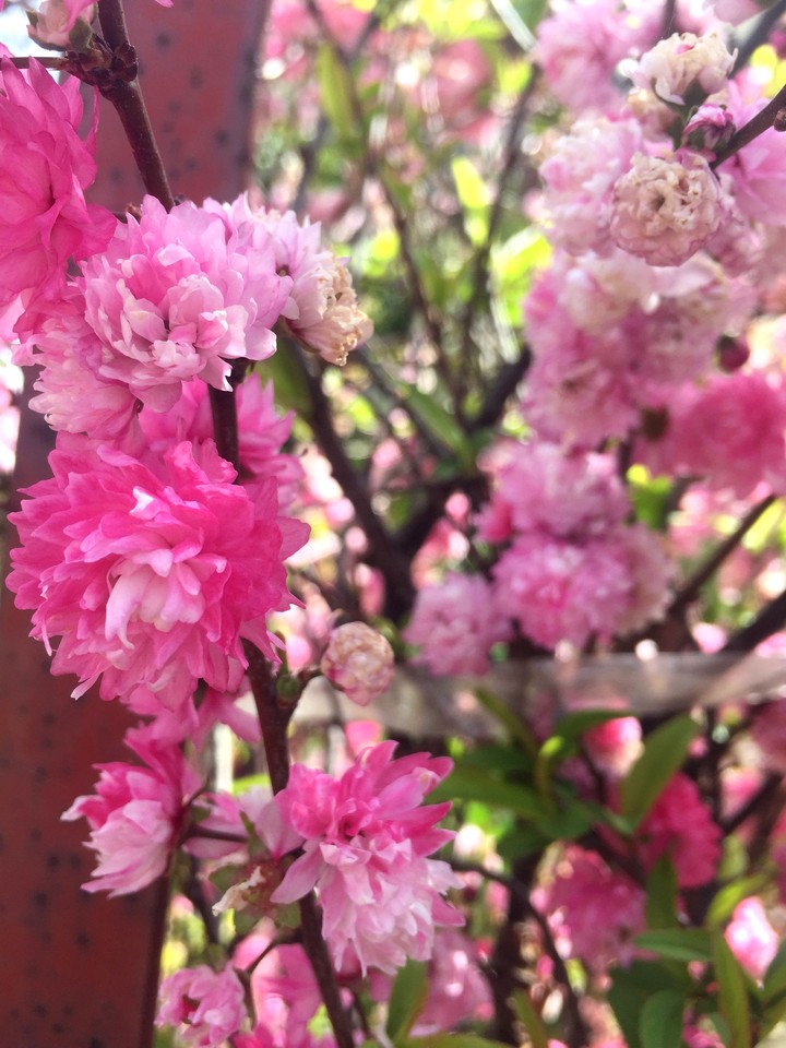 pink flowers