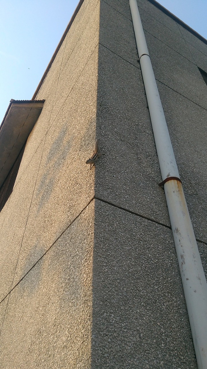 squirrel in library -01