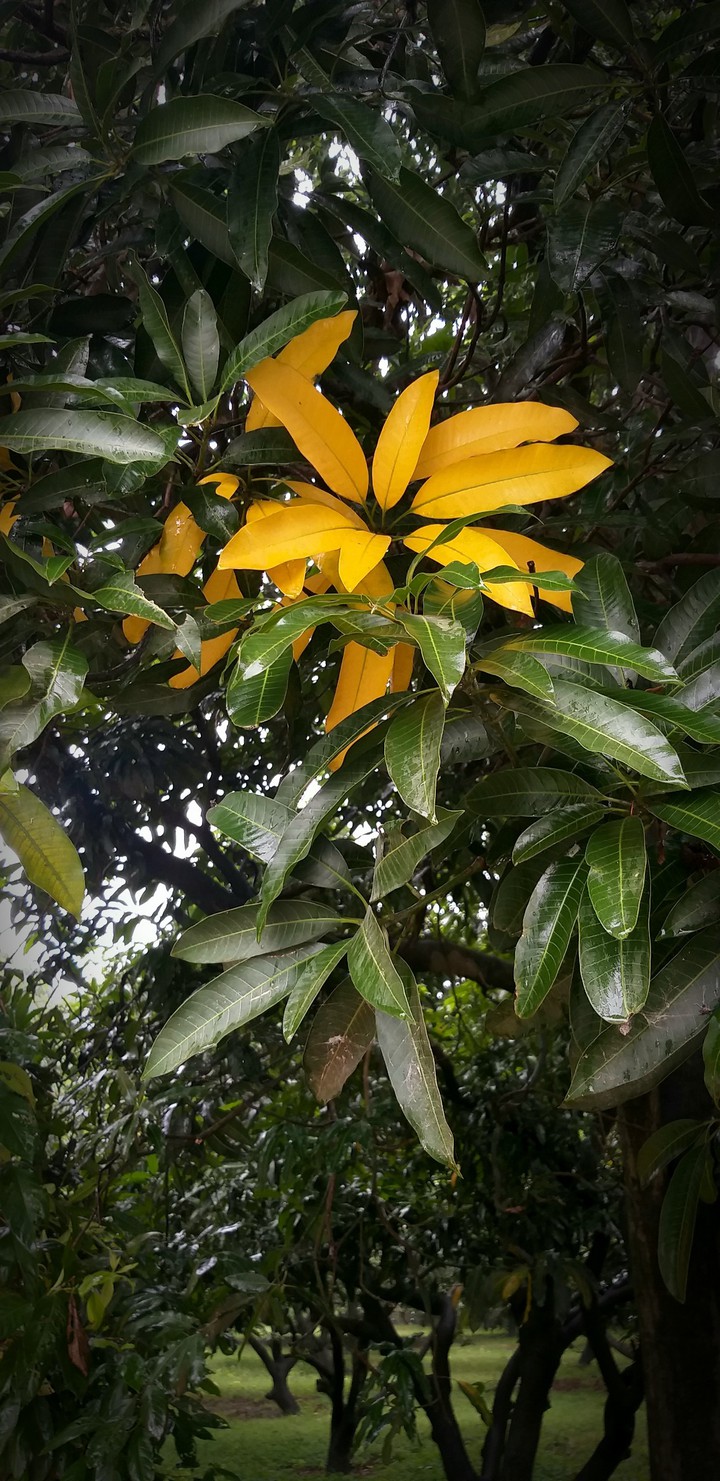 leaves background