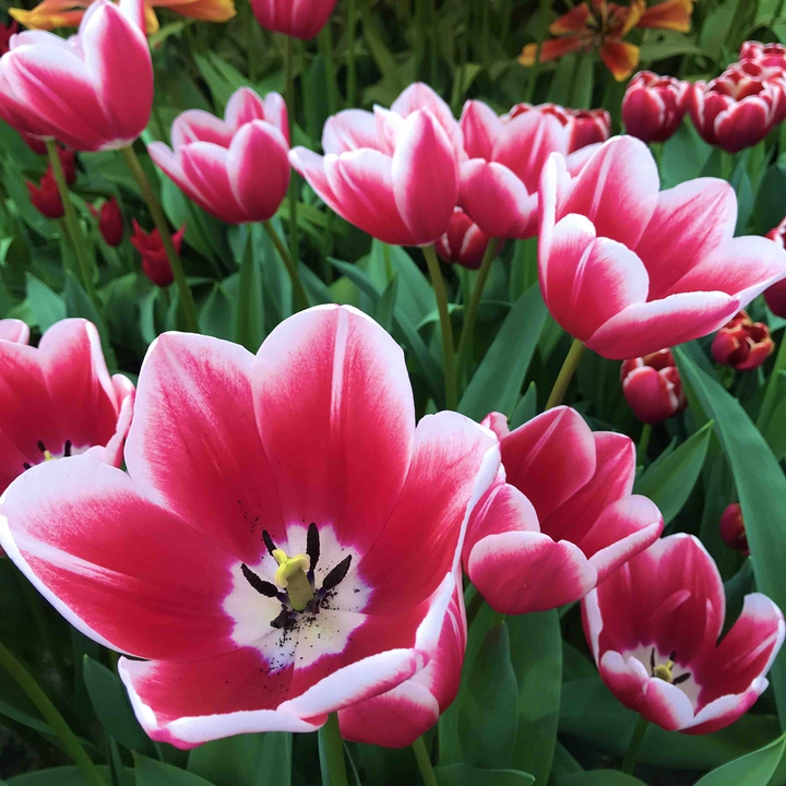 At the Keukenhof Park, 2019