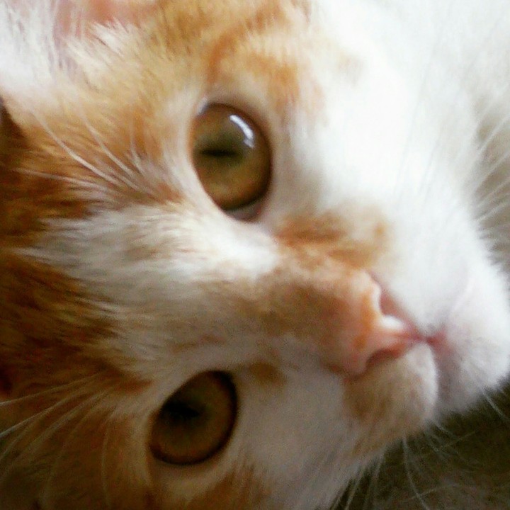 Simba