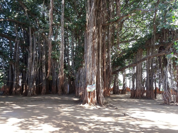 Banyan tree