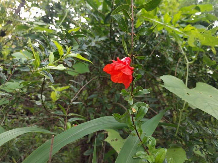 Flower