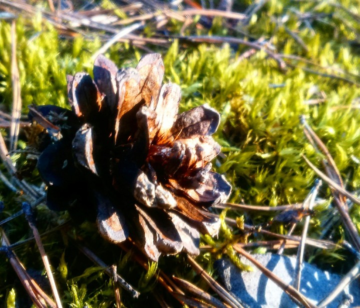 cone