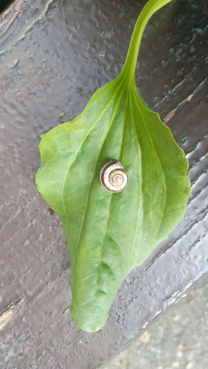small улитка Боб.