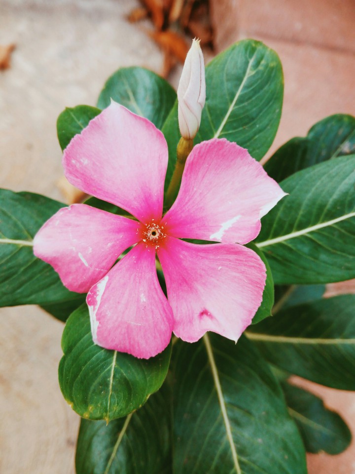 Flower