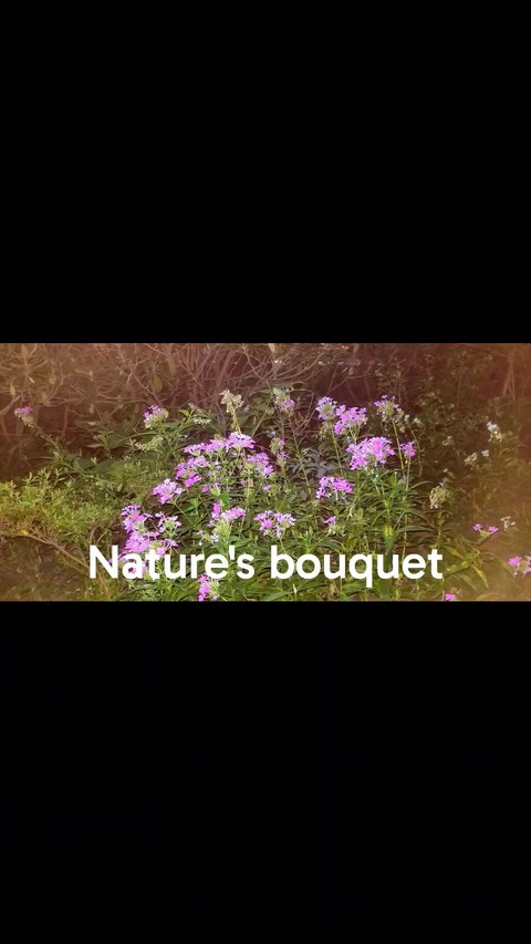 Touch-me-nots and other Flowers